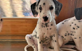 AKC Dalmatian Puppies