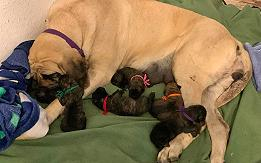 AKC ENGLISH MASTIFFS CHAMP BLOODLINES