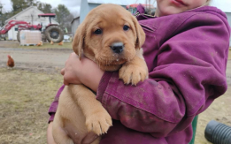 AKC English style Labs