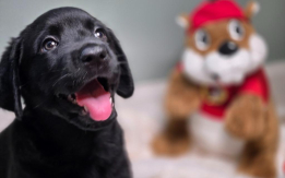 AKC Labrador Retriever Puppies