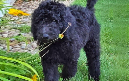 AKC Poodle Puppy for sale
