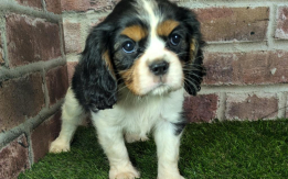 AKC registered Cavalier King Charles S