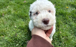 AKC Registered Portuguese Water Dogs!