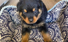AKC Rottweiler Puppies for Sale