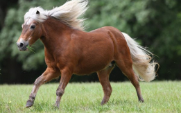 An American Shetland Prize Pony!