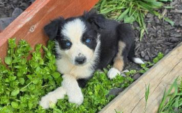 ASDR Standard Australian Shepherds