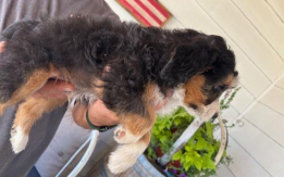 Aussie Bernedoodle puppies