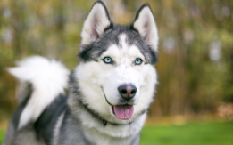 Beautiful Blue-eyed Siberian Huskies