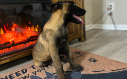 Belgian Malinois AKC registered