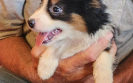 Border Collie Mini Aussie Cross