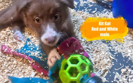 ABCA Border Collie Puppies for sale