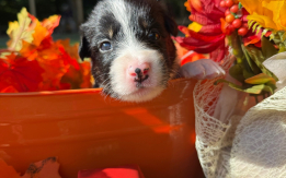 Border Collie pups  from working lines