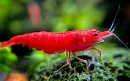 Bright Red Cherry Shrimp [DEMO AD]
