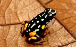 Colorful Brazil-nut Poison Dart Frogs
