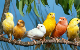 Holding joyful birds warms the heart