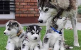 Come See Our Siberian Husky Heaven
