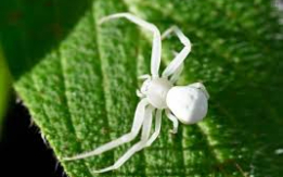 Crab Spiders! [DEMO AD]