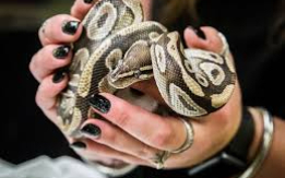 Docile & Stunning Ball Python[DEMO AD]