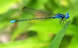 Elegant & Graceful Insects [DEMO AD]