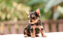 Small & Full of Love! [DEMO AD]