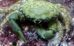 Emerald Crab – Algae Cleanup Crew!