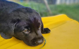 English Lab Puppies now! - NOVA