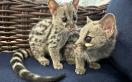 Exotic and Playful Genet [DEMO AD]