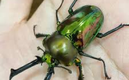 Stunning & Exotic Beetles! [DEMO AD]