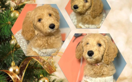 F2B Standard Goldendoodles