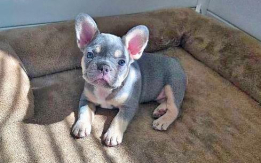 French Bulldog Puppies