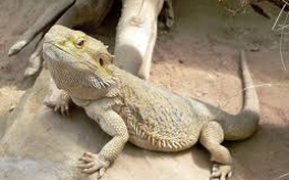 Hardy Central Bearded Dragon [DEMO AD]