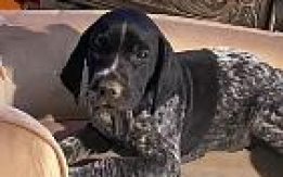 GERMAN SHORTHAIRED POINTER PUPS
