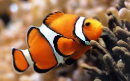 Get this Classic 'Nemo' for Your Tank!