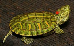 Great for Turtle Lovers [DEMO AD]