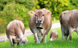 Productive Brown Swiss Cow [DEMO AD}