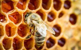 Healthy Beekeeping Colonies! [DEMO AD]