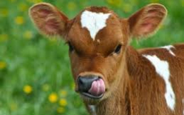 Hereford Cow–Beef & Breeding [DEMO AD]