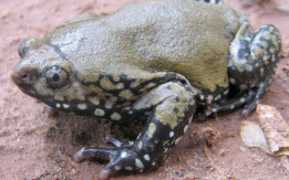 How Cool Is This - A Domino Pudgy Frog