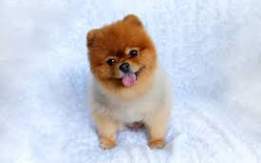 Adorable and Fox-Like! [DEMO AD]