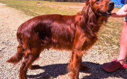 Irish Setter Puppies