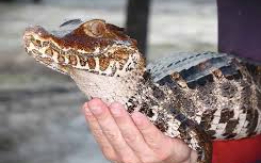 Exotic & Powerful Caiman [DEMO AD]