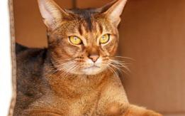 Lovable Abyssinian Cats - So Cute!