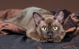 Luxurious Burmese Kittens Available!