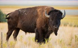Majestic and Hardy Livestock![DEMO AD]