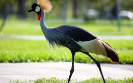 A Majestic Avian Beauty! [DEMO AD]