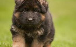 Majestic & Loyal Family Pups [DEMO AD]