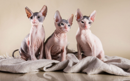 Marvelous Donskoy Kittens