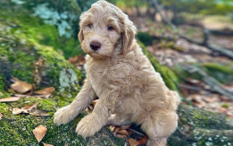 Mini Goldendoodle Puppies Ready Now