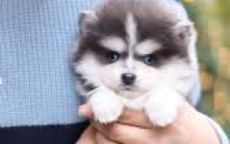 Mini Huskies with Charm! [DEMO AD]