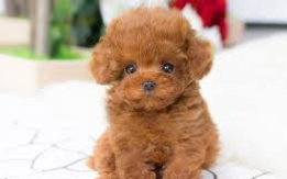 Miniature Fluffy Teddy Bears [DEMO AD]